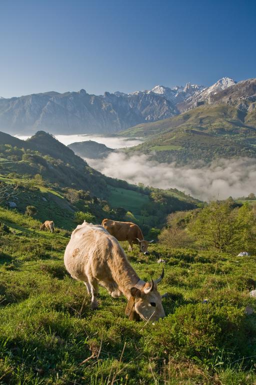 Al Rincon De Emi Lejlighed Carrena de Cabrales Værelse billede